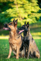 Two shepherd dogs sitting on the grass