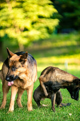 Two shepherd dogs sitting on the grass