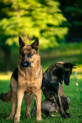 Two shepherd dogs sitting on the grass