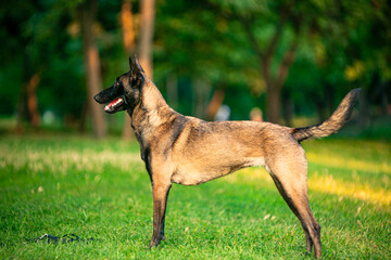 belgian shepherd dog  malinois in park
