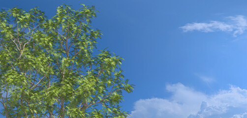 tree top, yopo, jopo, cohoba, parica or calcium tree blue sky