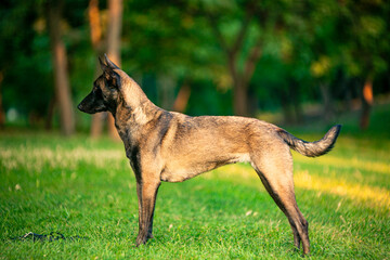 belgian shepherd dog  malinois in park