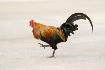 Rooster is cleaning foots by mouth.Selective focus.