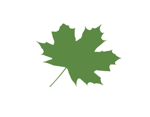 Naklejka premium maple leaf on transparent background 
