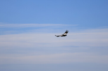 Andean condor flying with its wings spread in an azure blue sky. Condor flying seen from behind. Bird of prey. Wild animal in danger of extinction.