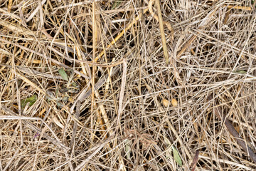 Old dried grass. Background of withered greenery