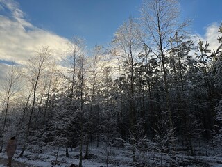 galąz, słońce, jary, 