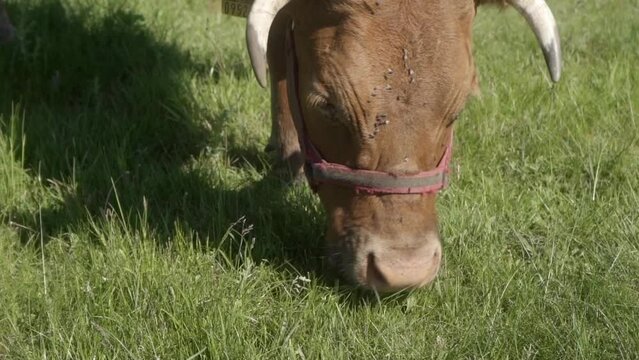 Close-up of a cow eating grass, skillfully using its long tongue to grasp and tear the blades like a lawnmower. A Limousin beef cow, wearing a halter and livestock ear tags, grazes in the pasture.