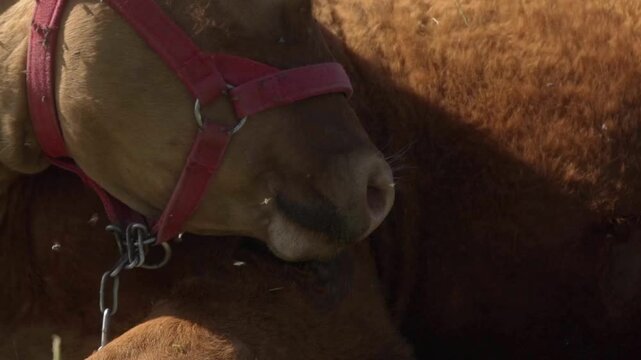 A meat cow of the Limousine breed with large horns is resting, lying on the grass and licking its fur with its tongue. Grazing livestock on a grassy pasture in rural areas.