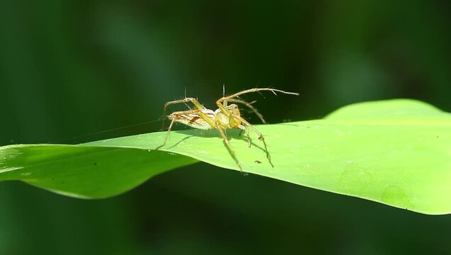 An Oxyopes salticus spider perched on a windblown leaf, footage, wildlife.