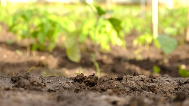 dead mole in the garden. Selective focus.