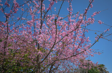 Sakura in the Spring