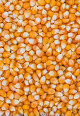 corn seeds background