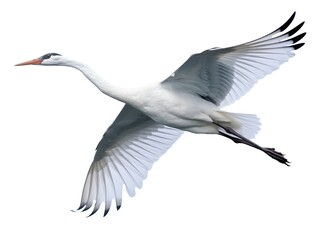 Obraz premium Crane bird flying isolated on white background