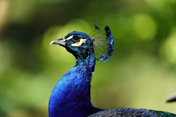 Fototapeta premium Portrait of one Male Blue Peafowl (Pavo Cristatus) Hanover, Germany.