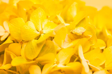 Obraz premium Yellow flowers close-up. Bouquet of colorful flowers. City flower beds, a beautiful and well-kept garden with flowering shrubs.