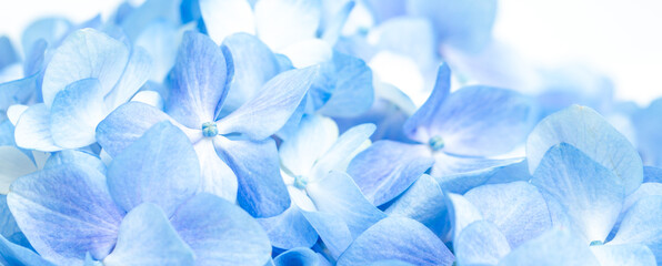 Fototapeta premium Blue flowers close up. Bouquet of purple flowers. City flower beds, a beautiful and well-groomed garden with flowering bushes.