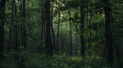 Obraz premium The call of birds echoing through a forest is a reminder of the rich avian diversity that finds refuge in these natural habitats.