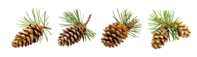 Pine cones isolated on white background