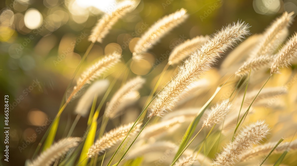 Canvas Prints The cycle of growth and dormancy in grass mirrors the changing seasons, symbolizing renewal and the passage of time.