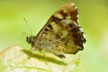 Speckled Wood enjoying the sun whilst resting