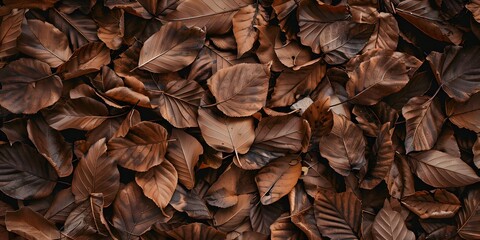 dry brown tree leaves texture close up background