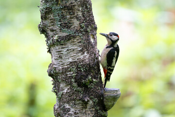 Male Great spotted woodpecker, Dendrocopos major, climbing a tree