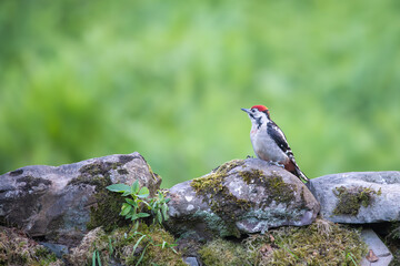 Juvenile Great spotted woodpecker, Dendrocopos major, perched on a stone wall