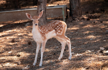 Gazelle puppy, gazelle, deer, animal, wildlife, mammal, nature, fawn, wild, doe, buck, brown, grass, antelope, antlers, forest, green, whitetail, young, spotted, outdoors, baby, fur, roe