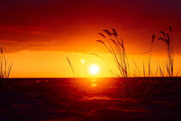 A beautiful sunset scenery at the beach with native grass silhouettes. Colorful summer landscape at...