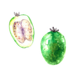 Hand drawn watercolor feijoa fruit whole and half cut illustration