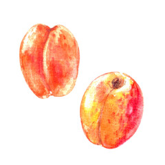 Hand drawn watercolor apricot fruit illustration.