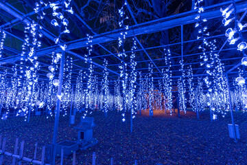 あしかがフラワーパークのイルミネーション（日本栃木県足利市）