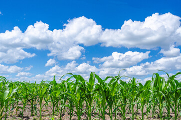 Summer corn field. Tall corn plants in the field, green leaves, stem. Blue sky with white clouds.