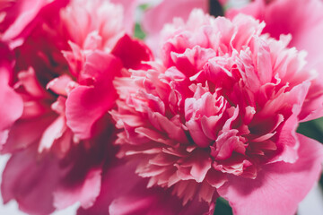 Pink flowers with petals