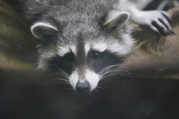 The raccoon Procyon lotor), also spelled raccoon and sometimes called the common raccoon or...