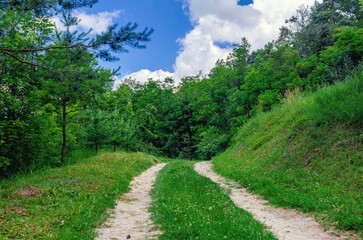Country road in green forest in summer. Calm landscape with trees, country road, sky with clouds.
