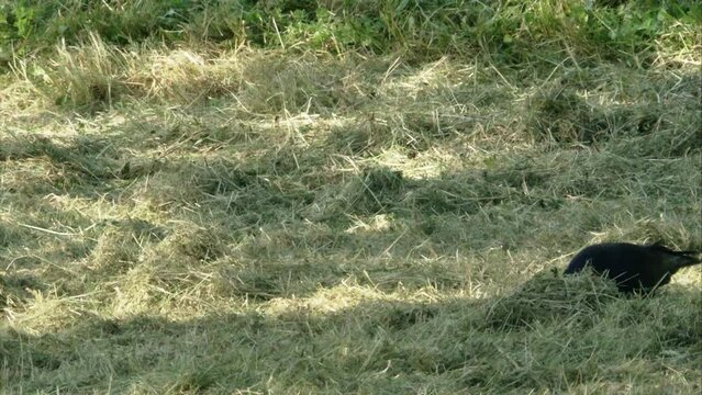 Crow finds dead blindworm in mown grass