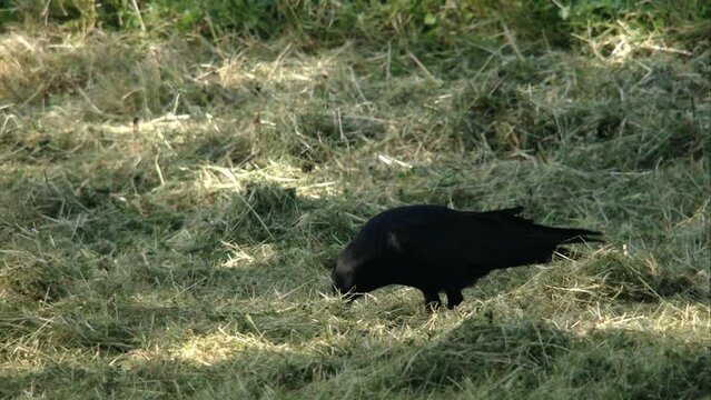 Crow finds dead blindworm in mown grass