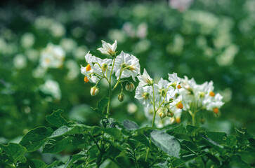 Potato flowers bloom in sunlight. Organic vegetable flowers blooming. Not genetically modified.