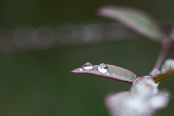 water drops on a leaf