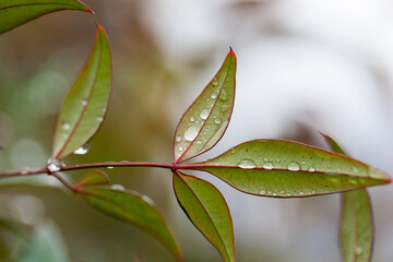 leaf with water drops