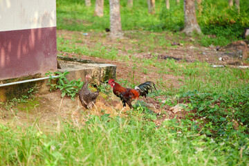 Chicken feed on field