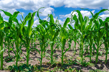 Fresh corn plants in corn field, green leaves, stem. Blue sky background. Concept of agriculture.