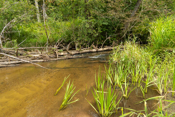 A beautiful small river flowing through the summer forest. Natural scenery of woodlands in Latvia, Northern Europe.