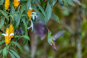 Rufous-tailed hummingbird (Amazilia tzacatl), medium-sized hummingbird in the emeralds, tribe Trochilini. Minca, Sierra Nevada de Santa Marta. Wildlife and birdwatching in Colombia.