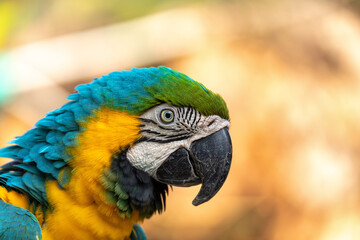 Blue-and-yellow macaw (Ara ararauna), also known as the blue-and-gold macaw, is a large Neotropical parrot. Malagana, Bolivar department. Wildlife and birdwatching in Colombia