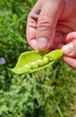 hand holding green bean vegetables fruit