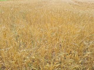 field of wheat Getreidefeld Weizenfeld 