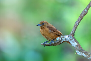 Bird White-lined tanager (Tachyphonus rufus) female, medium-sized passerine bird in the tanager...